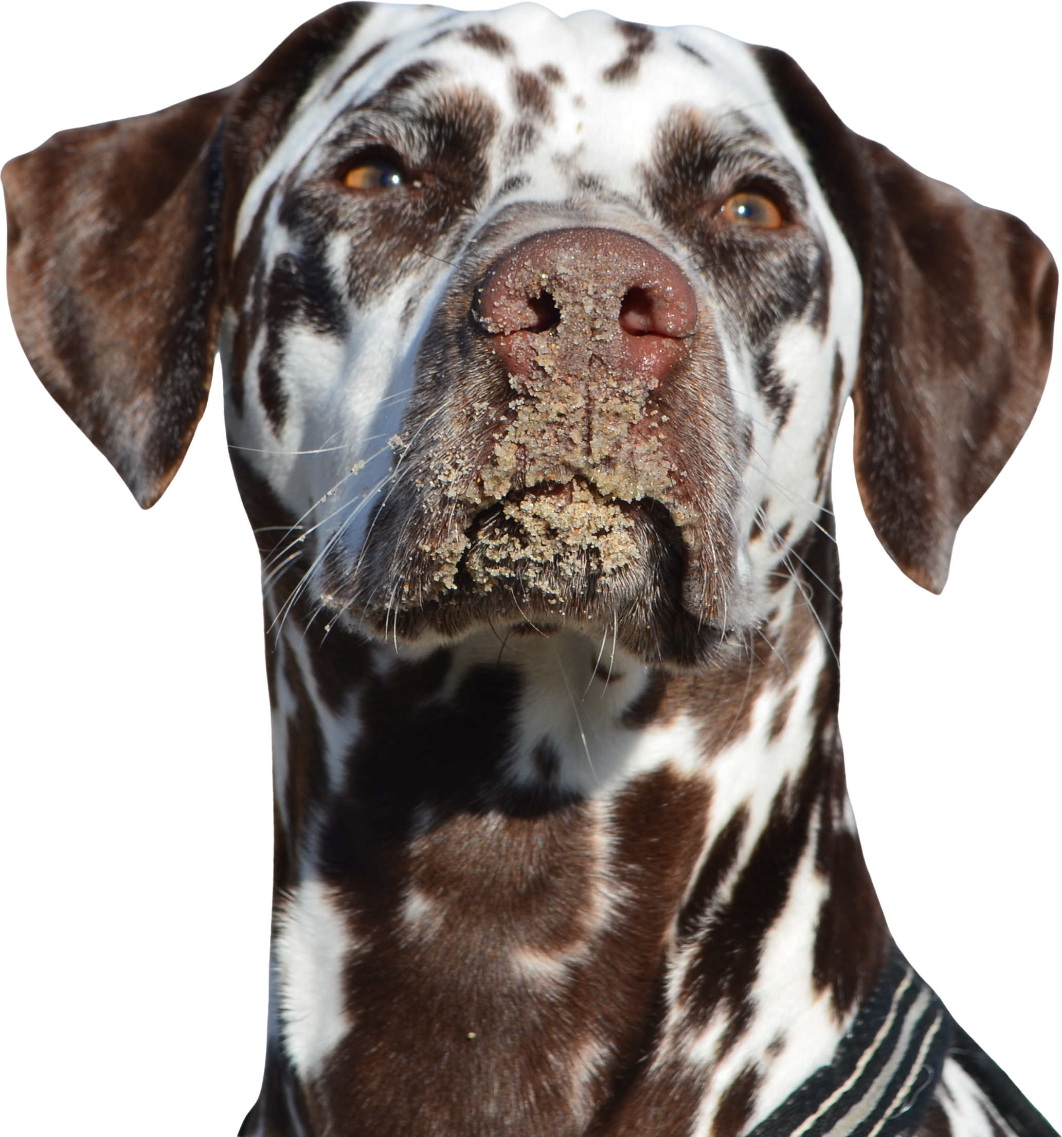Hundezucht Petershagen